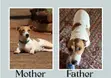 Purebred Jack Russell Terrier Puppies (Male) - 1