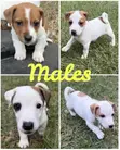 Purebred Jack Russell Terrier Puppies (Male) - 2