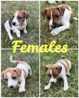 Purebred Jack Russell Terrier Puppies (Male) - 3