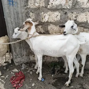 Mbuzi wa Galla Wajawazito
