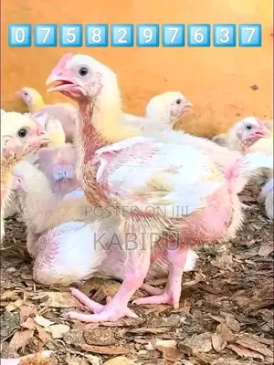 Broiler za Kuchinjwa (2kg)