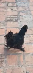Purebred American Silkie Female Chicken - 1