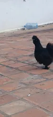 Purebred American Silkie Female Chicken - 2