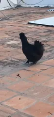 Purebred American Silkie Female Chicken - 3