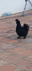 Purebred American Silkie Female Chicken - 4