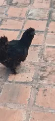 Purebred American Silkie Female Chicken - 5