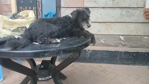 Huduma ya Professional ya Kuchana Wanyama - Embakasi