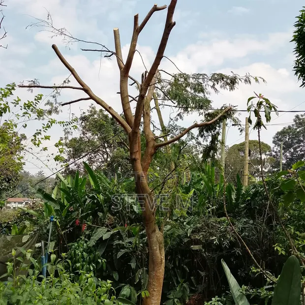 Huduma za Mtaalamu wa Miti Zinapatikana - 1