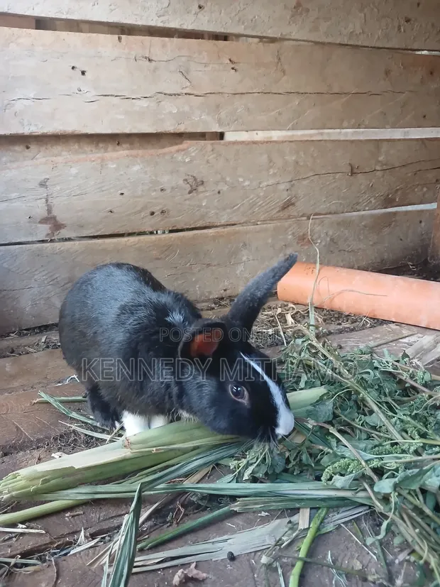 Rabbits for Sale - Healthy, Well-Raised - 1