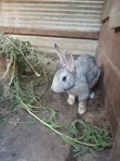 Rabbits for Sale - Healthy, Well-Raised - 2