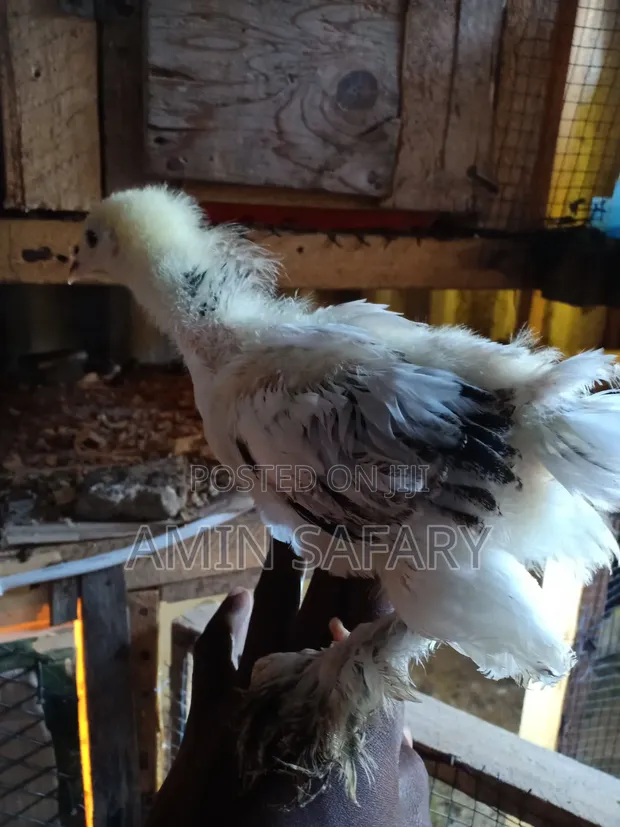 Brahma Chicks - 1
