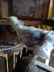 Vifaranga wa Brahma - 1