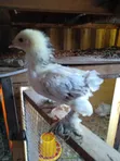 Vifaranga wa Brahma - 2