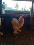 Vifaranga wa Brahma - 3