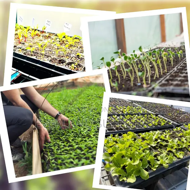 Practical Gardening Seedling Trays - 1