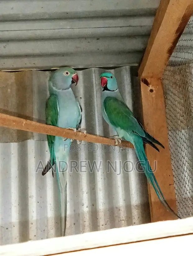 Mature Ringneck Parrot Pair - 1