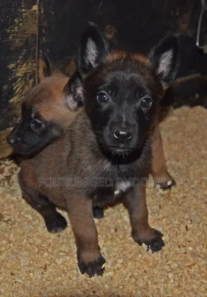 1-3 Month Old Purebred Belgian Malinois Puppy