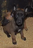 1-3 Month Old Purebred Belgian Malinois Puppy - 1