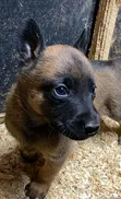 1-3 Month Old Purebred Belgian Malinois Puppy - 2