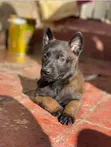 1-3 Month Old Purebred Belgian Malinois Puppy - 3