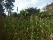 Prime 1/8 Commercial Plots in Ongata Rongai - 5