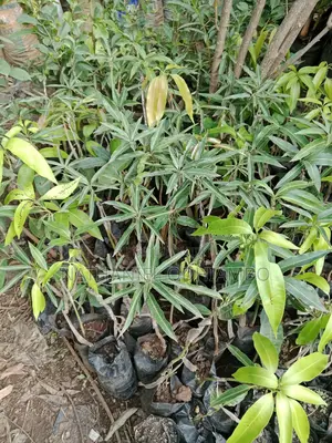 Grafted Mango Seedlings (Tommy, Kent, Sabin)
