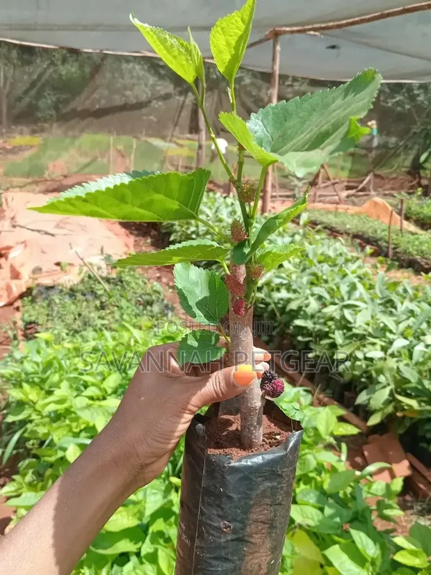 Potted Mulberry Seedlings (Morus Species) - 1
