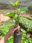 Potted Mulberry Seedlings (Morus Species) - 1