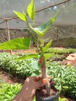 Potted Mulberry Seedlings (Morus Species) - 2