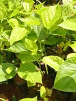 Potted Mulberry Seedlings (Morus Species) - 3