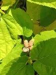 Potted Mulberry Seedlings (Morus Species) - 4