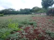 Prime Kikambala Plot - 5 Min Walk to Beach - 2