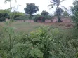 Prime Kikambala Plot - 5 Min Walk to Beach - 3