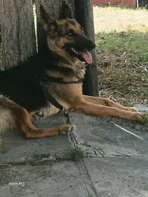 Purebred German Shepherd - Female, 1+ Year Old