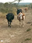 Eneo la Eka 380 kwa Ajili ya Kilimo Linauzwa Olkinyei, Narok - 2