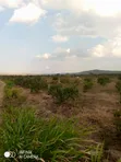 Eneo la Eka 380 kwa Ajili ya Kilimo Linauzwa Olkinyei, Narok - 3