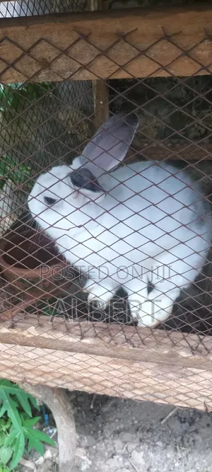 Rabbits for Meat and Pet