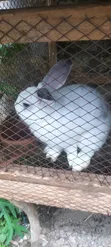 Rabbits for Meat and Pet - 1