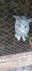 Rabbits for Meat and Pet - 2