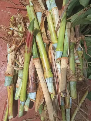 Huduma za Kupanda na Kuweka Nyasi za Malisho