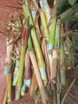Fodder Grass Planting & Establishment Services - 1