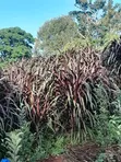 Fodder Grass Planting & Establishment Services - 2