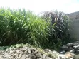 Fodder Grass Planting & Establishment Services - 3