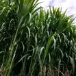 Fodder Grass Planting & Establishment Services - 4