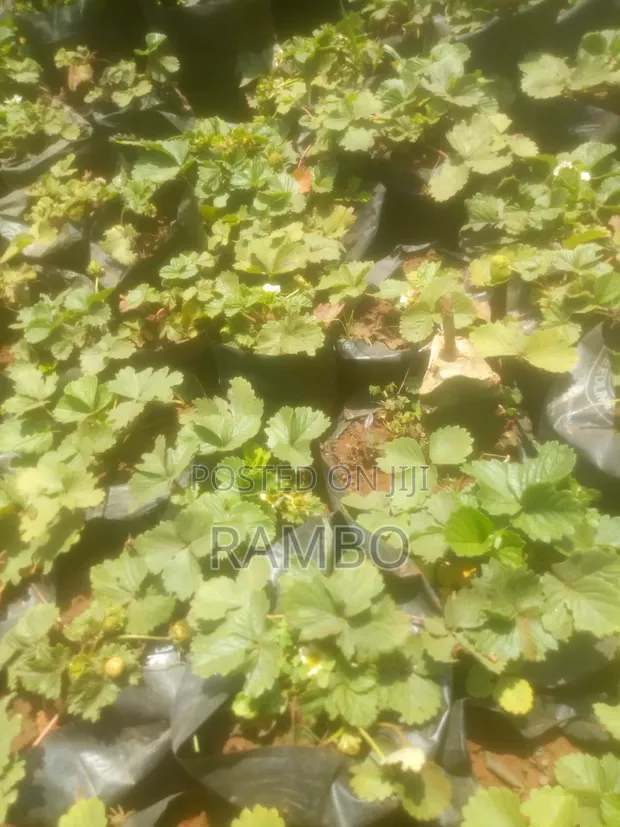 Premium Strawberry Seedlings for Sale - 1