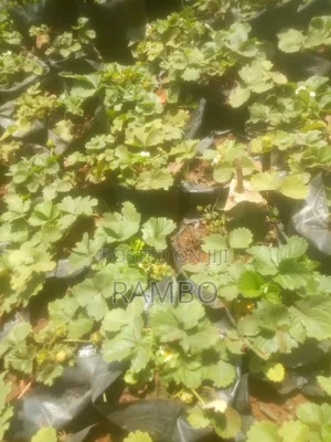 Miche Bora ya Strawberry Inauzwa