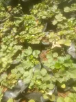 Premium Strawberry Seedlings for Sale - 1