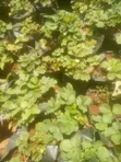 Premium Strawberry Seedlings for Sale - 2