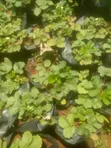 Premium Strawberry Seedlings for Sale - 3