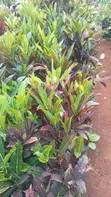Mimea ya Nje Inauzwa: Maua, Mitende, Miti na Mandhari - 3